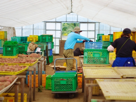 【お手軽サイズ！】★いも（干し芋）　スティック（35g×5袋）
