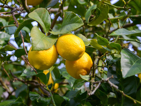 《リモンチェッロ》綺麗な湧水で育てた完熟レモンでつくりました！（500ml×4本）