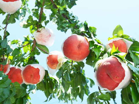 桃名人厳選　桃　『ＣＸ』2ｋｇ（5-9玉）