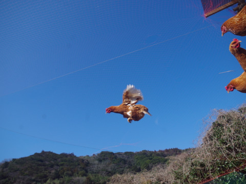 自然豊かな向津具半島・放し飼い有精卵２４個　一羽あたり六畳の超低密度飼育　自家製発酵飼料・名水百選湧水