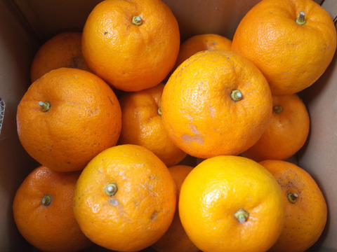 （無選別）自家用に。とってもジューシーで色々使える橙（だいだい）4kg