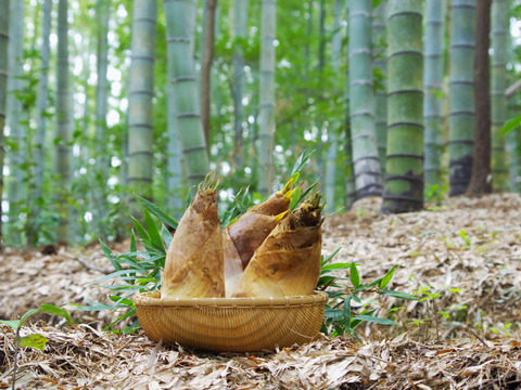 🌸春の味覚🌸たけのこ 2kg小ぶり(2～5本)