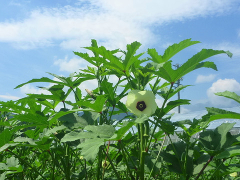 グリ－ンパワーで夏を楽しく！
ゴーヤ 5本　オクラ500ｇ　きゅうり500g～農薬/化学肥料・不使用