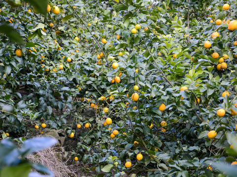 〔180ml×6本〕和歌山県産レモン100%ストレート果汁◆添加物・保存料不使用！