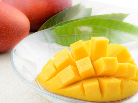 【順次発送中】県知事賞受賞 サンライズファームのマンゴー 【秀品】【1kg】