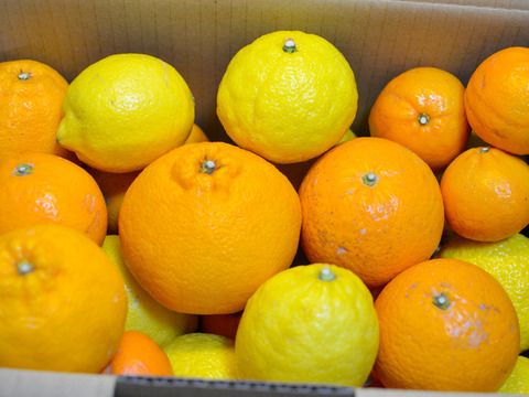 ［5kg］今が旬！春柑橘の詰め合わせ（4〜7種類・大小混合・訳あり）