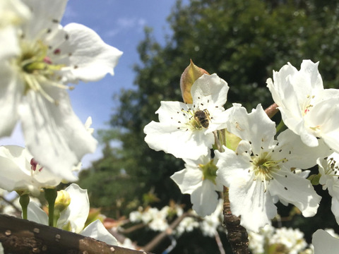 7月の梨☀️　千葉県産【香麗】3㎏『7～9玉入』市川のなし　※フルーツキャップ個装
