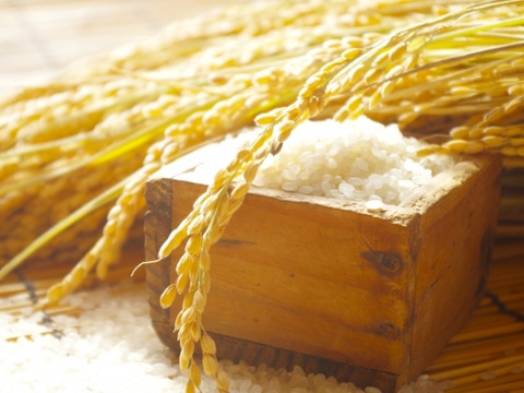 ※20袋限定！【淡路島産】島の恵みが育んだ極上コシヒカリ（令和7年度産）/５kg