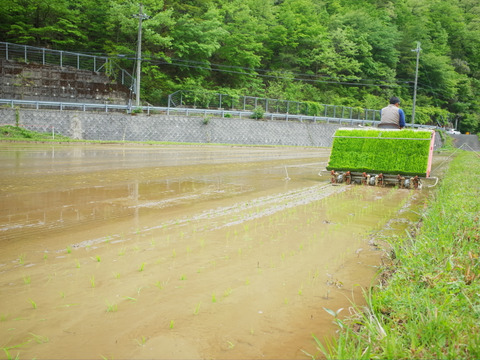 【農薬不使用】京都美山産｜合鴨農法米【キヌヒカリ 玄米食用 2kg】