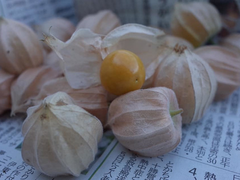 期間限定 農薬不使用 食用ほおずき1kg 北海道産 食べチョク 農家 漁師の産直ネット通販 旬の食材を生産者直送