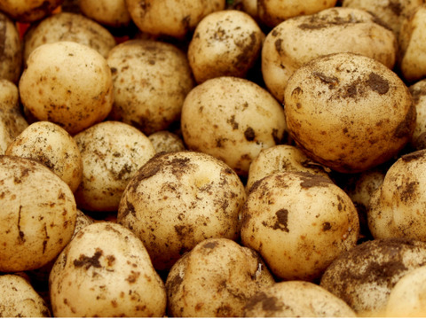 【牛すじ肉とセット商品もあります】　兵庫県香美町産新じゃが！　《きたあかり　箱入2kg》