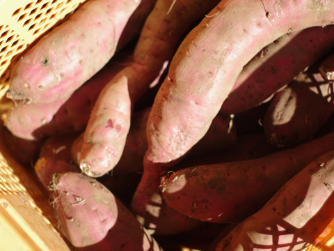 ☆新価格☆【また食べたくなる味】紅はるか　干し芋　スティック（1000g×1袋）