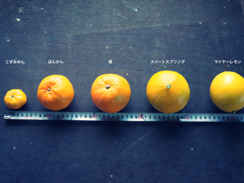 【柑橘好きの方へ】農薬不使用・屋久島産　柑橘５種食べくらべセット（ご家庭用・約5kg）