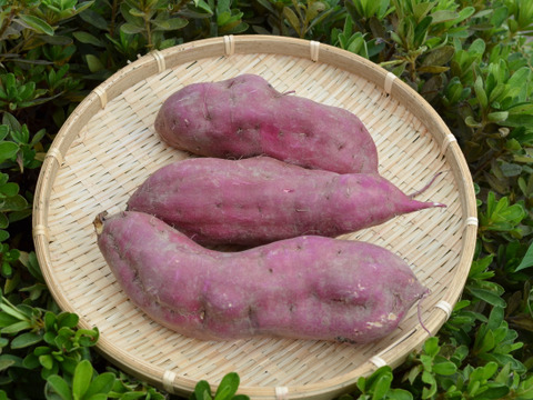 熟成さつまいも　ほくほくがたまらない！　紅あずま（サイズいろいろ）　１０㎏