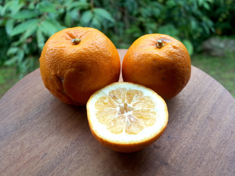 （無選別）自家用に。とってもジューシーで色々使える橙（だいだい）4kg