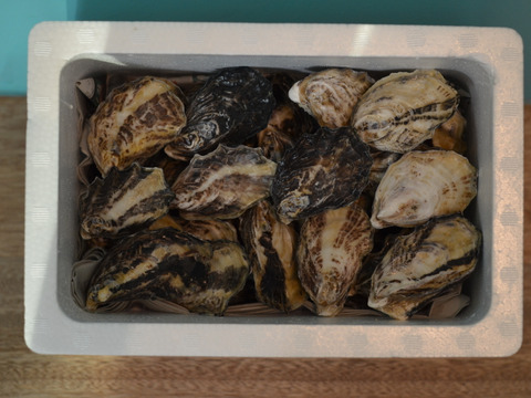 日本唯一の養殖真牡蠣 大入島オイスター【50個程度入】農林水産大臣賞受賞