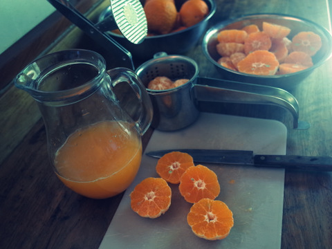 【セール10%OFF】農薬不使用・果汁たっぷりで味が濃い屋久島ポンカン（ご家庭用・約10kg）