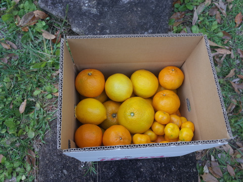 【柑橘好きの方へ】農薬不使用・屋久島産　柑橘５種食べくらべセット（ご家庭用・約5kg）