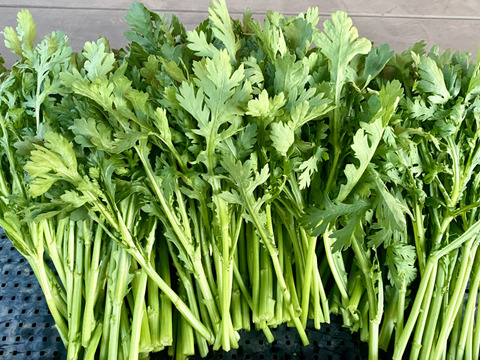 栽培期間農薬不使用　春菊　大容量　3キロ