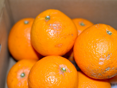 ［3kg］果汁滴るジューシーオレンジ！清見タンゴール（小玉中心の大小混合）