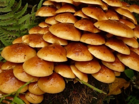 【あぴこ様専用商品】【おまけ市】『予約販売 山形県産 天然なめこ300g+天然まいたけ300gのセット』＋「鬼ぐるみ10個ｘ２」がつきます！