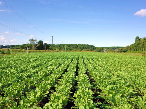 【紅芯大根】 千葉産  6㎏セット