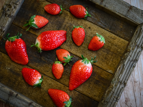 【ギフト】　削りいちごと苺ミルクのジェラート
