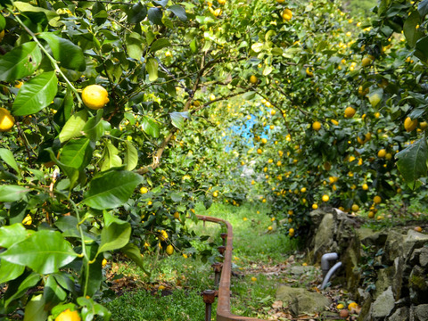 《ジュース詰め合わせ》〔6本〕レモン果汁＋のうろくジュース＋熟成みかんジュース