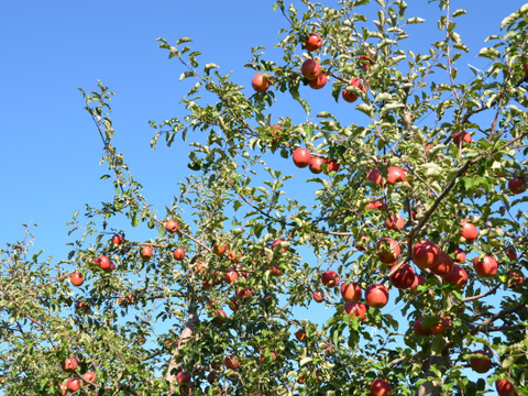 ≪出荷中≫幻のりんご【あいかの香り】訳あり約10kg
