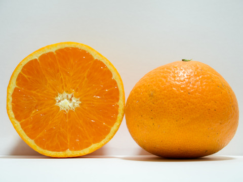 ［1.5kg］果汁滴るジューシーオレンジ！清見タンゴール（小玉中心の大小混合）