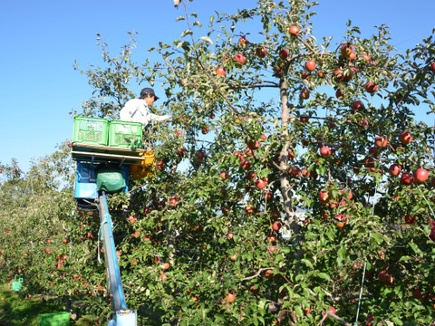 希少なりんご【華宝】約5kg