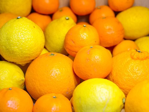 ［3kg］今が旬！春柑橘の詰め合わせ（4〜7種類・大小混合・訳あり）