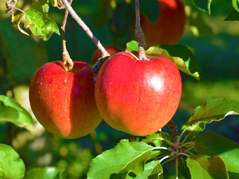 ≪発送中≫🏆食べチョクりんごグランプリ2025銀賞🏆幻のりんご【あいかの香り】※小玉※　約5kg