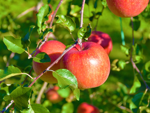 ≪予約受付中≫信州のりんご【サンふじ】訳あり　約5kg