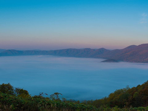 (PL)[有機JASパープルアスパラガス]カルデラの紫宮女(北海道)(春芽)