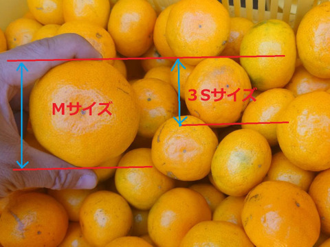 【知る人ぞ知る!!】由良みかん『 小 玉 』 美味しいという声がこだまする!!3kgでも大満足!!