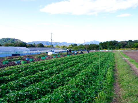 【お手軽サイズ！】★いも（干し芋）　スティック（35g×10袋）