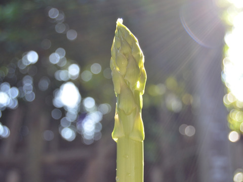 みずみずしく濃厚！大山を望む大地で育てた朝取り新鮮アスパラガス　1kg