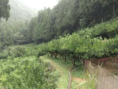 マナ　柚子玉　20kg 先行受付・期間限定】徳島県那賀町産 木頭ゆず 青ゆず 1Kg (約12