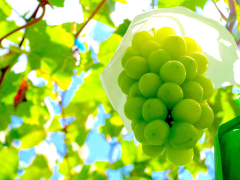 【夏ギフト】大粒の雄宝と人気のシャインマスカットのセット！