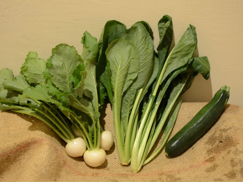 野菜 栽培 春 家庭菜園の春｜3月～5月は野菜の栽培にいちばん適した時期