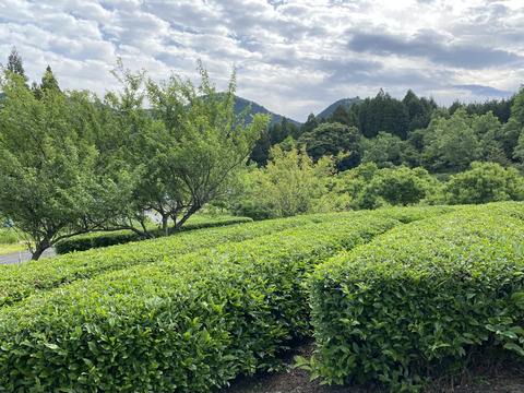 水のきれいな天領日田で栽培した【緑茶 200g】
