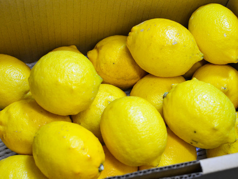《5kg》〔デカレモン〕加工に最適！200g以上の大きいレモンをお届けします！