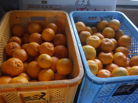 農薬不使用・果汁たっぷりで味が濃い　屋久島ポンカン（ご家庭用・約10kg）