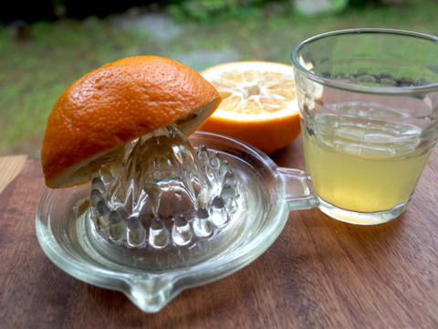 【柑橘好きの方へ】農薬不使用・屋久島産　柑橘５種食べくらべセット（ご家庭用・約5kg）