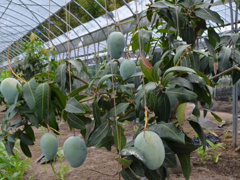 糖度20度超え！幻のマンゴー約2㎏　キーツ