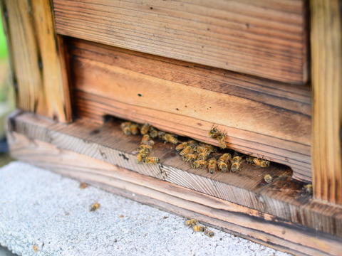 ギフトセット『初夏』『盛夏』（大瓶350g×2） 非加熱生はちみつ北海道産蜂蜜
