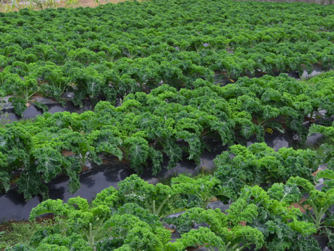 サラダ・スムージー用オーガニックケール【80gパック・30入り】