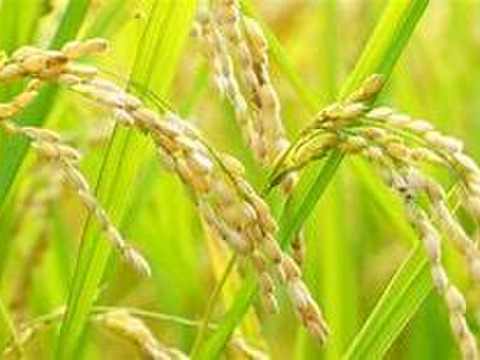 香り豊か　ヒノヒカリ　10kg