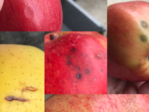 キズ品・超蜜入りりんご 「こうとく」（2㎏）